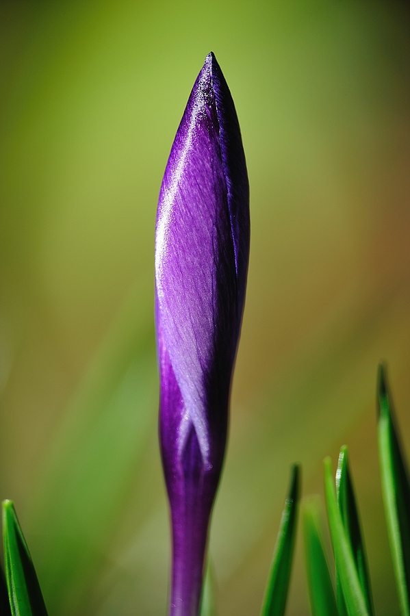 Krokus geschlossen