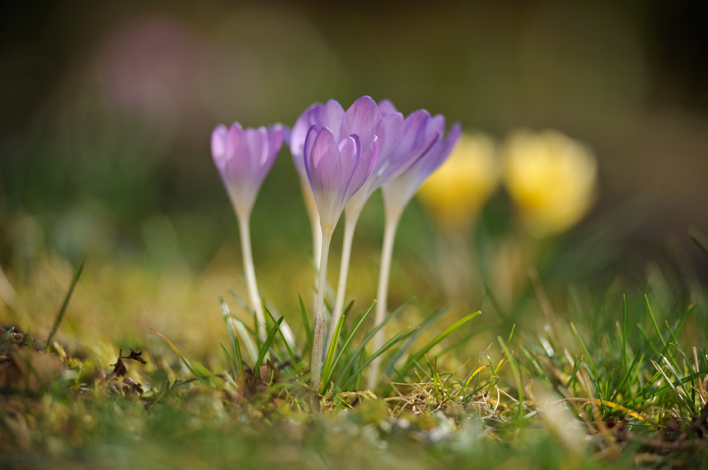 Krokus im Garten