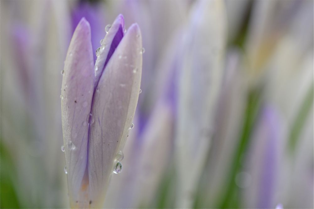 krokus im regen