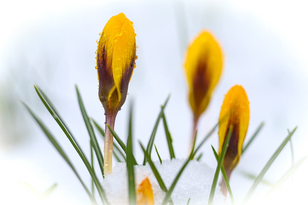 Krokus im Schnee 9583