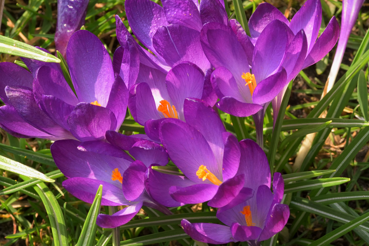 Krokus.jpg