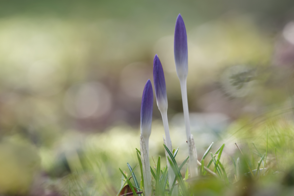 Krokus N2024950