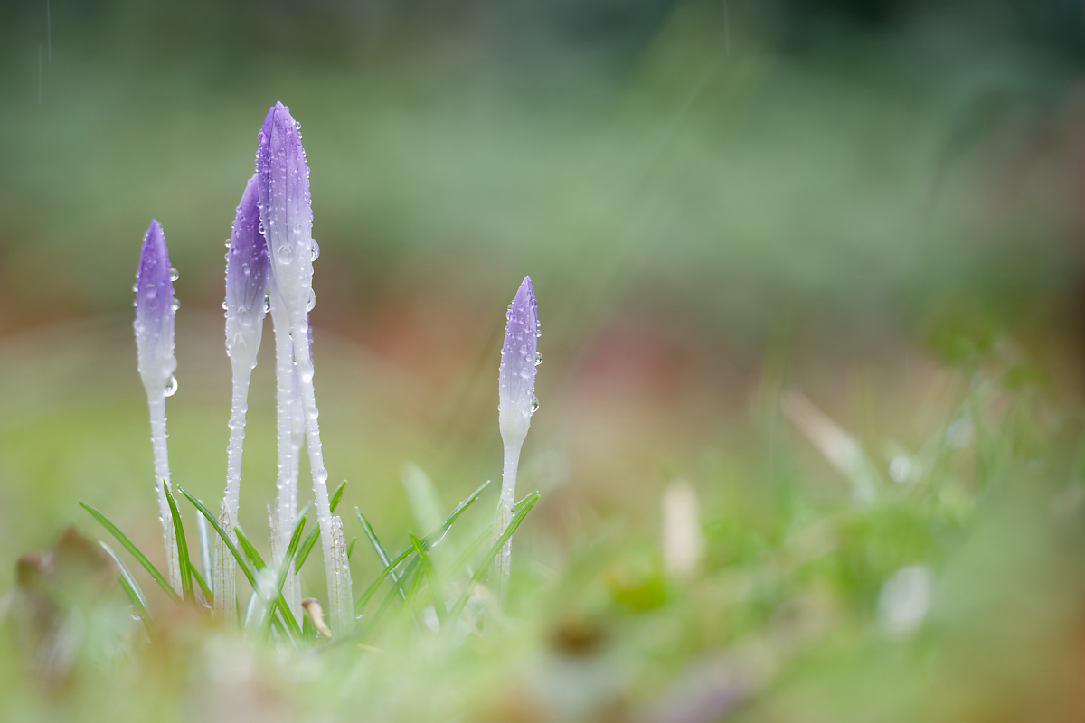 Krokus N2084965