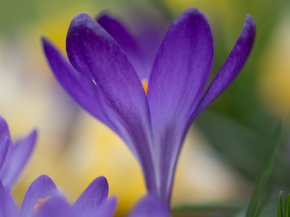 Krokus P4070121