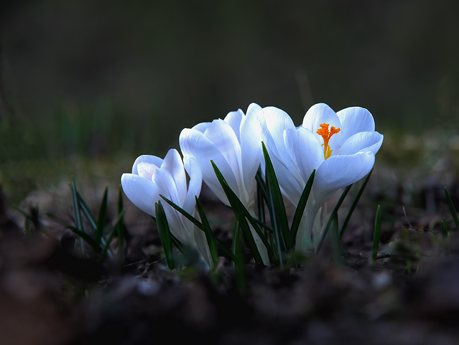 krokus