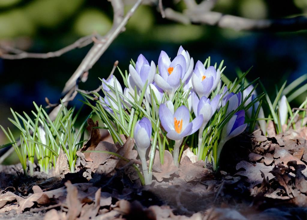 Krokus