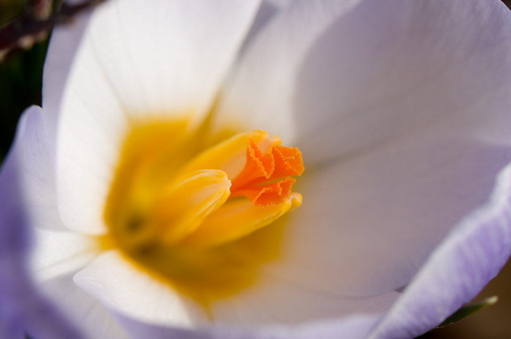 Krokus