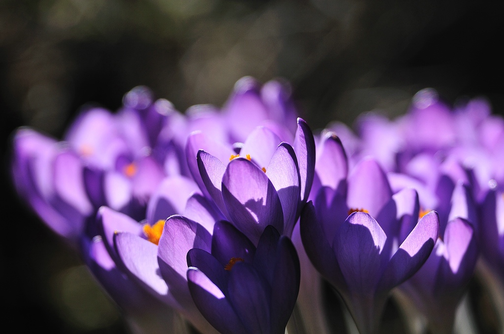 Krokus