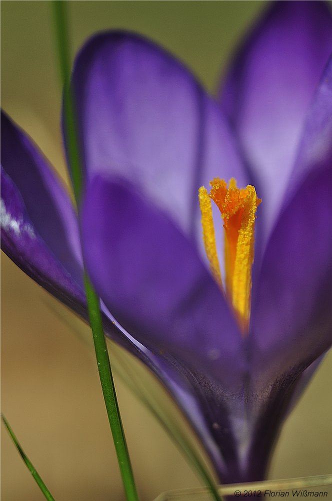 Krokus