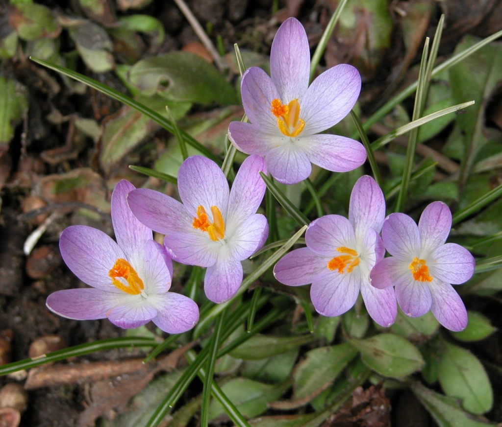 krokus