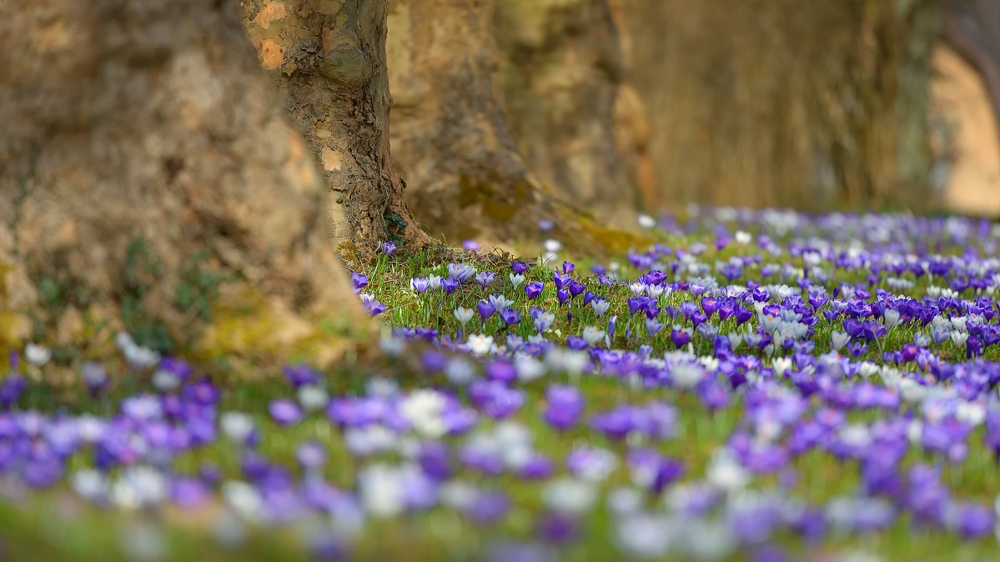 Krokus