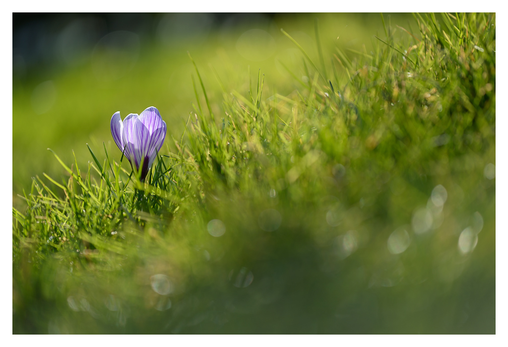 krokus