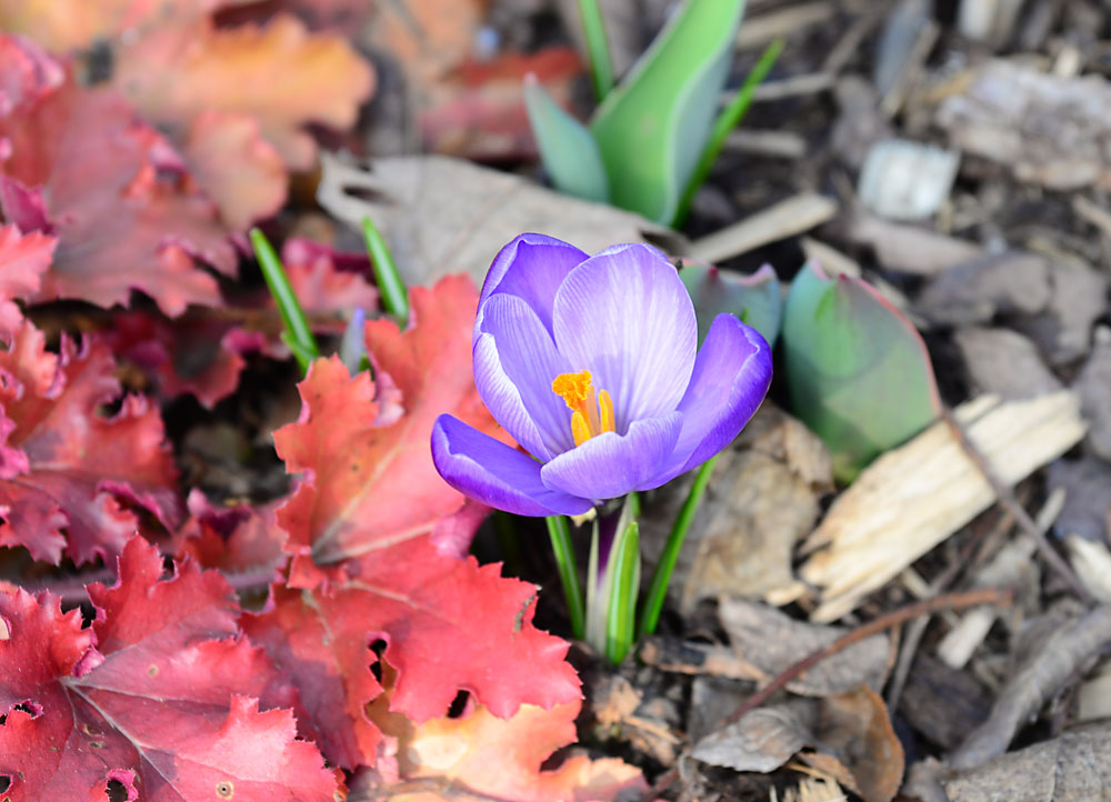 Krokus