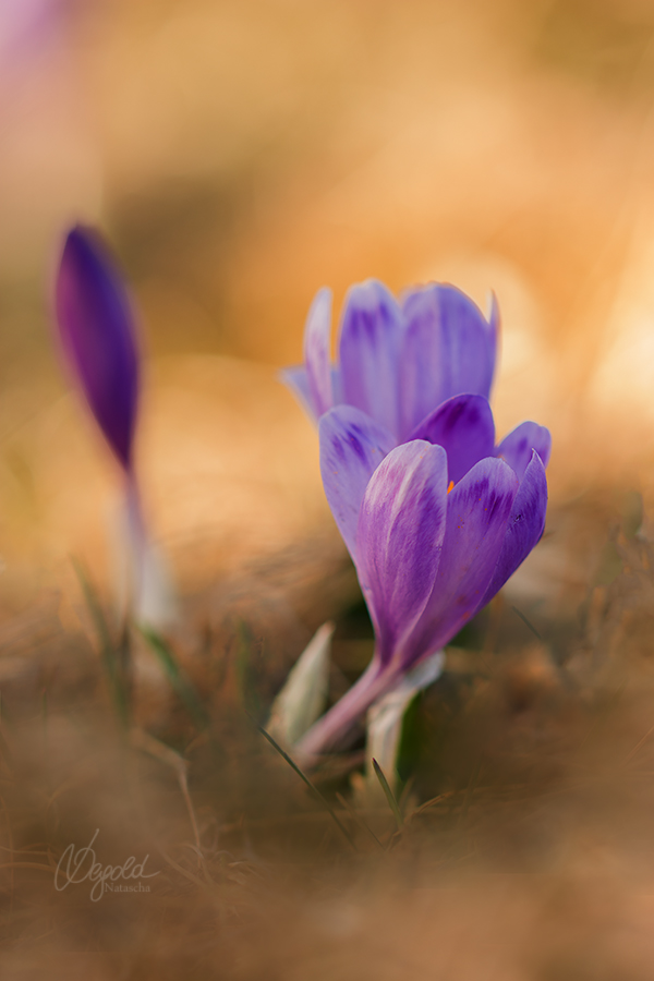 Krokus