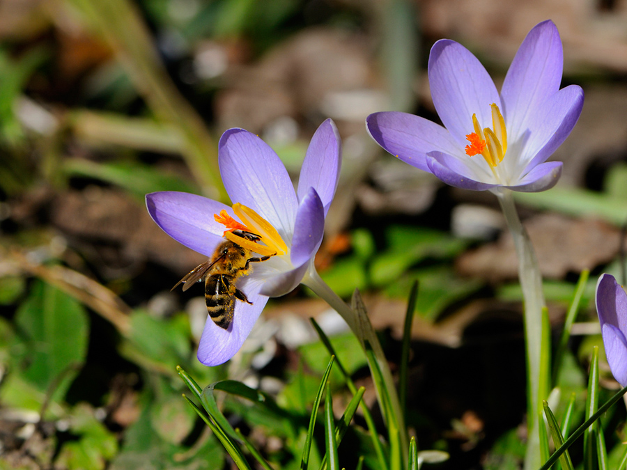 Krokus