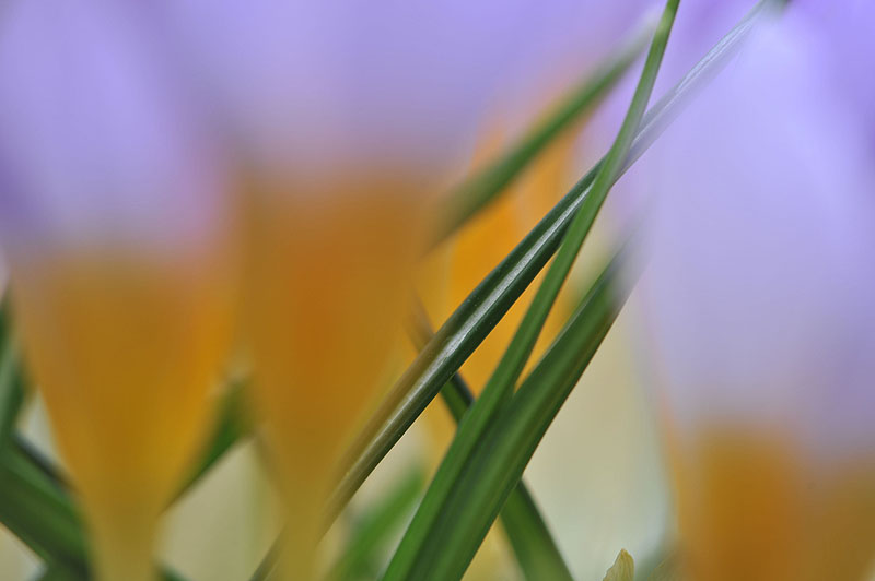 Krokus2