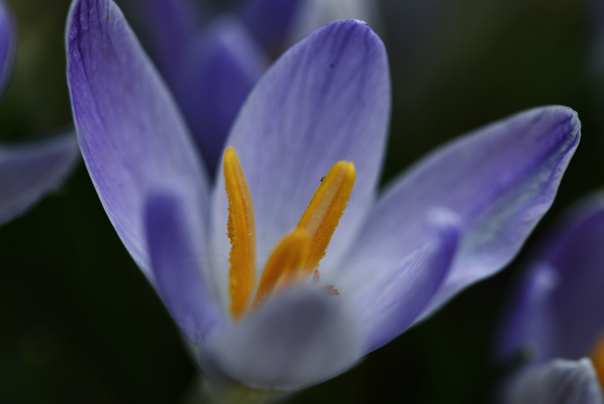 krokus_1200.jpg
