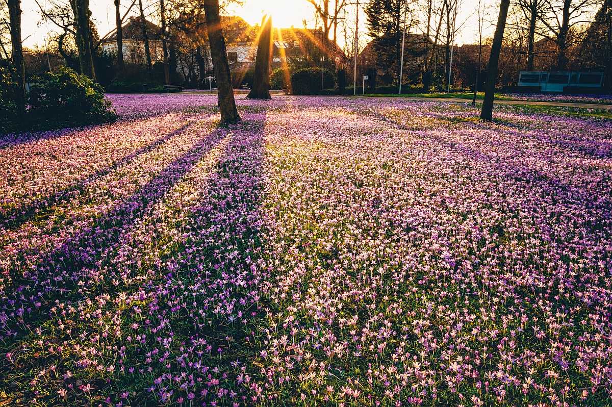 Krokusblüte