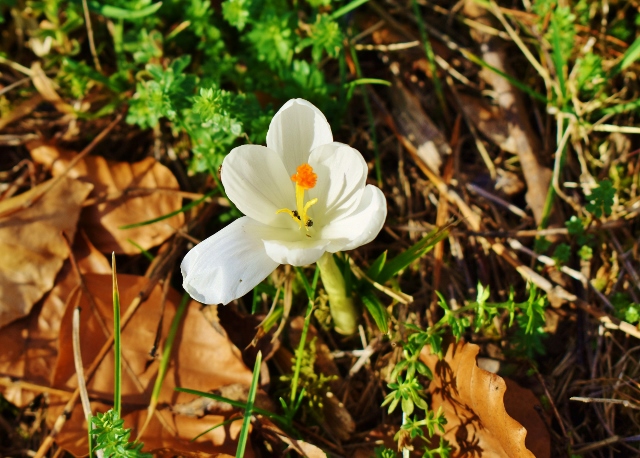 Krokuss imWald