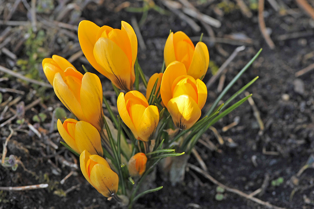 Krokusse am Abend 7004606Ax