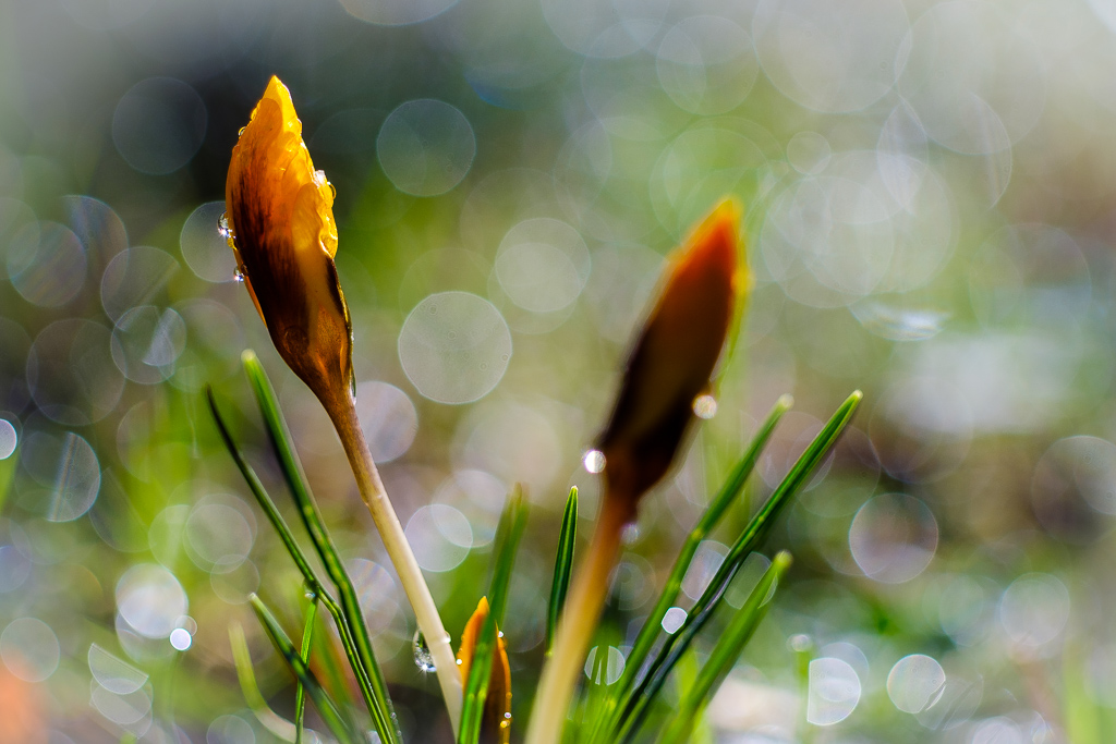 Krokusse im Morgenlicht 9350
