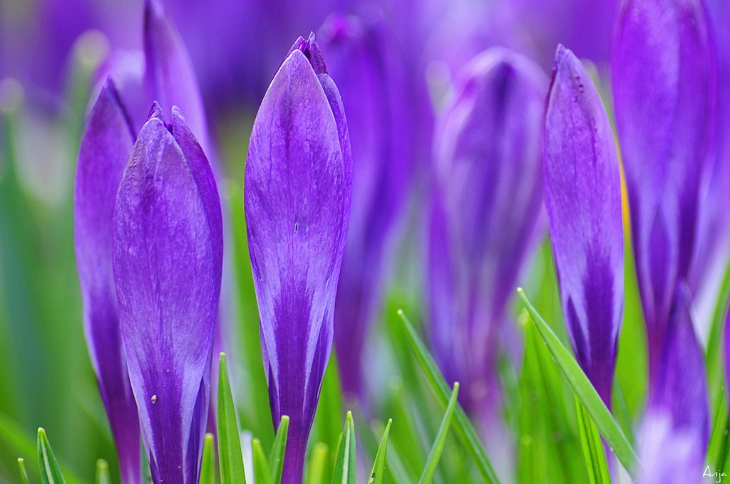 Krokusse