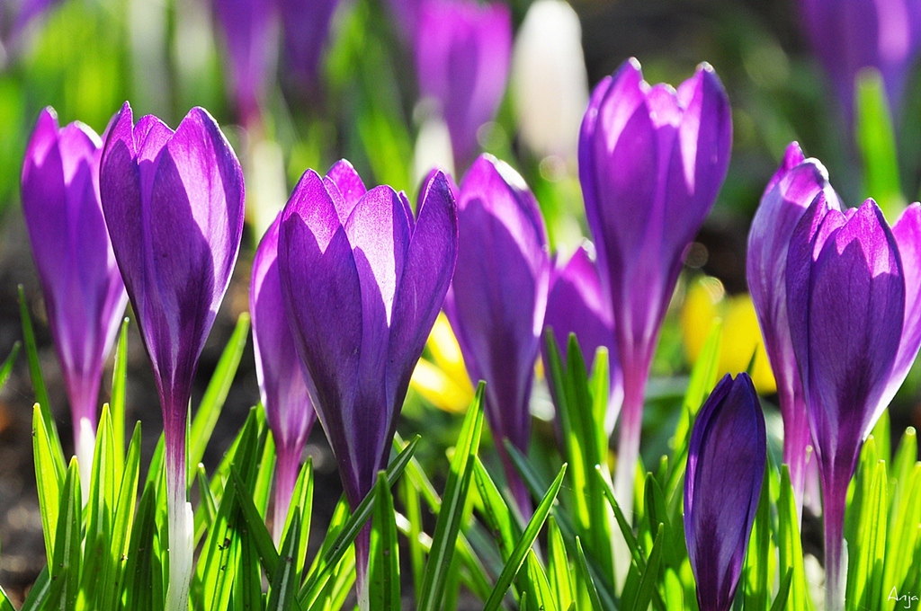Krokusse