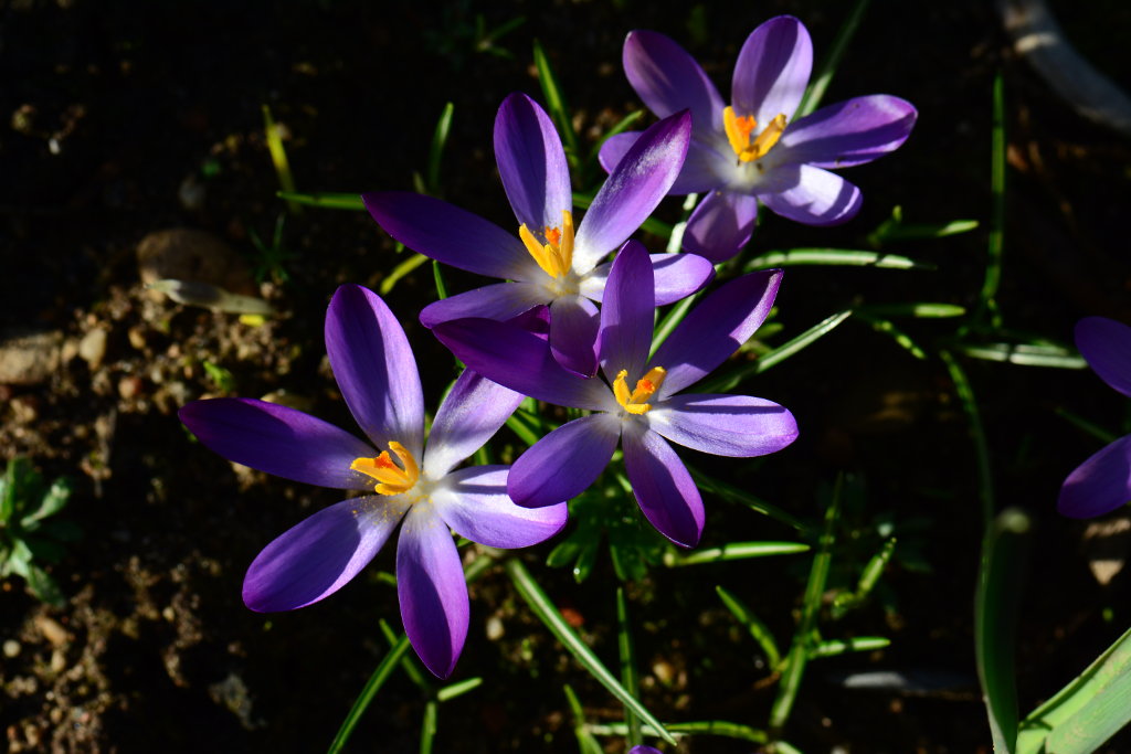 Krokusse