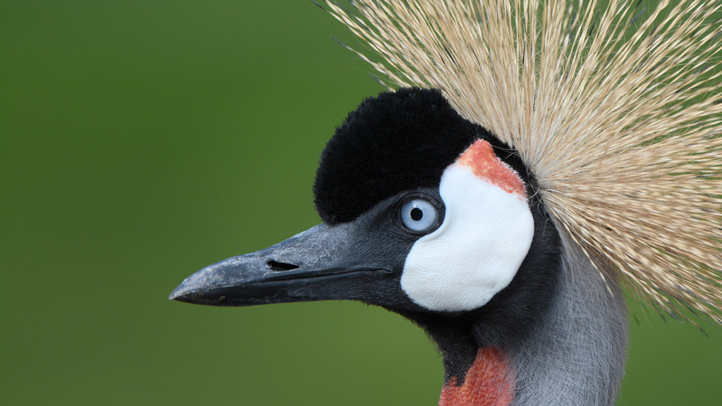 Kronenkranich 
Serengeti Safari Park
4909