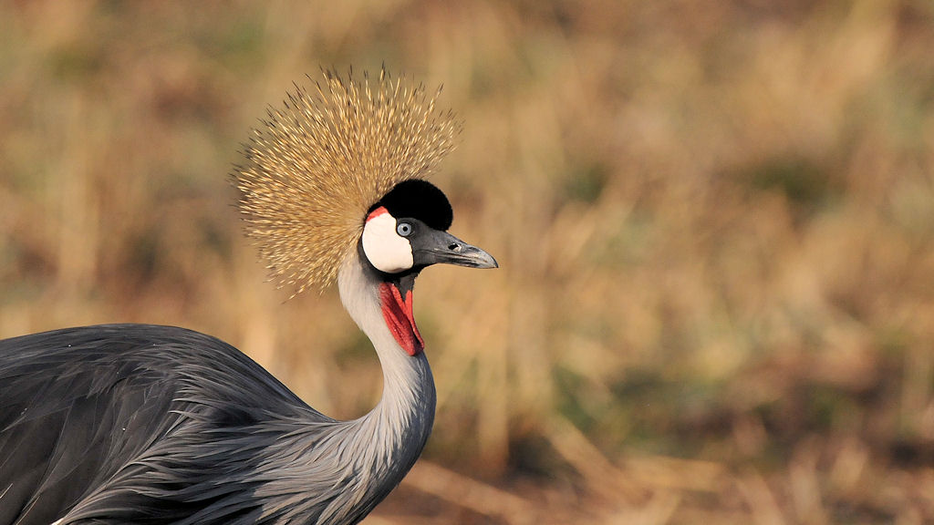 Kronenkranich,
South Luangwa
9728