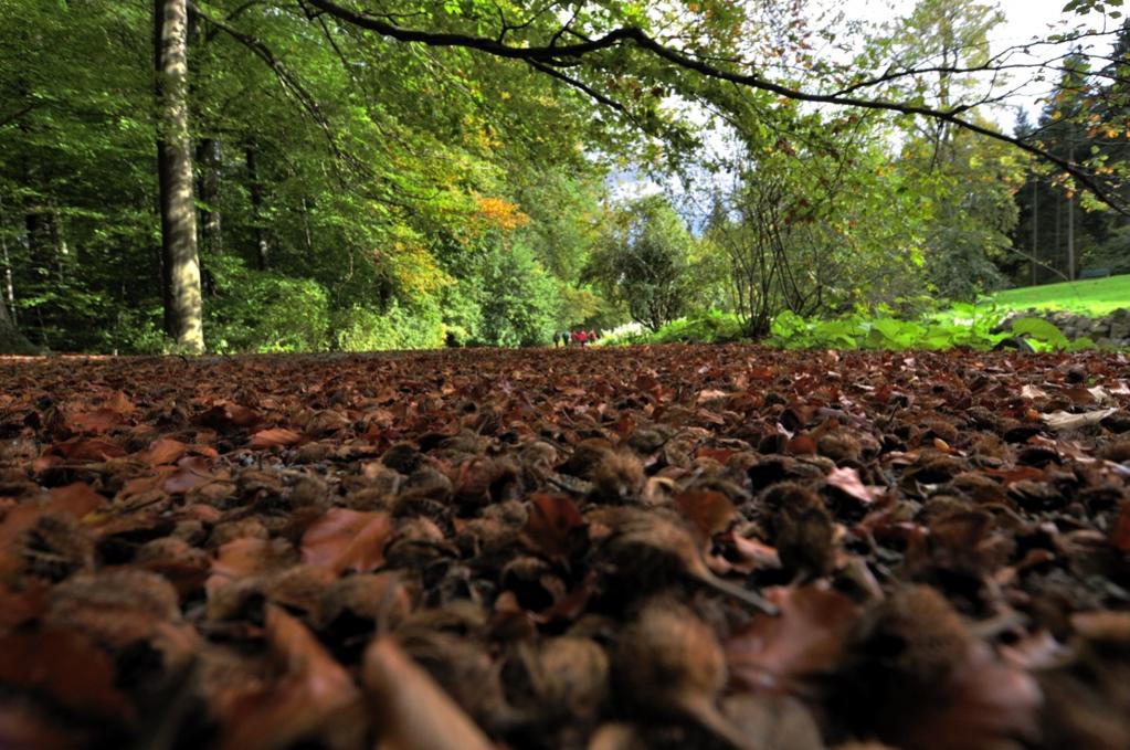 KS Herbstwald