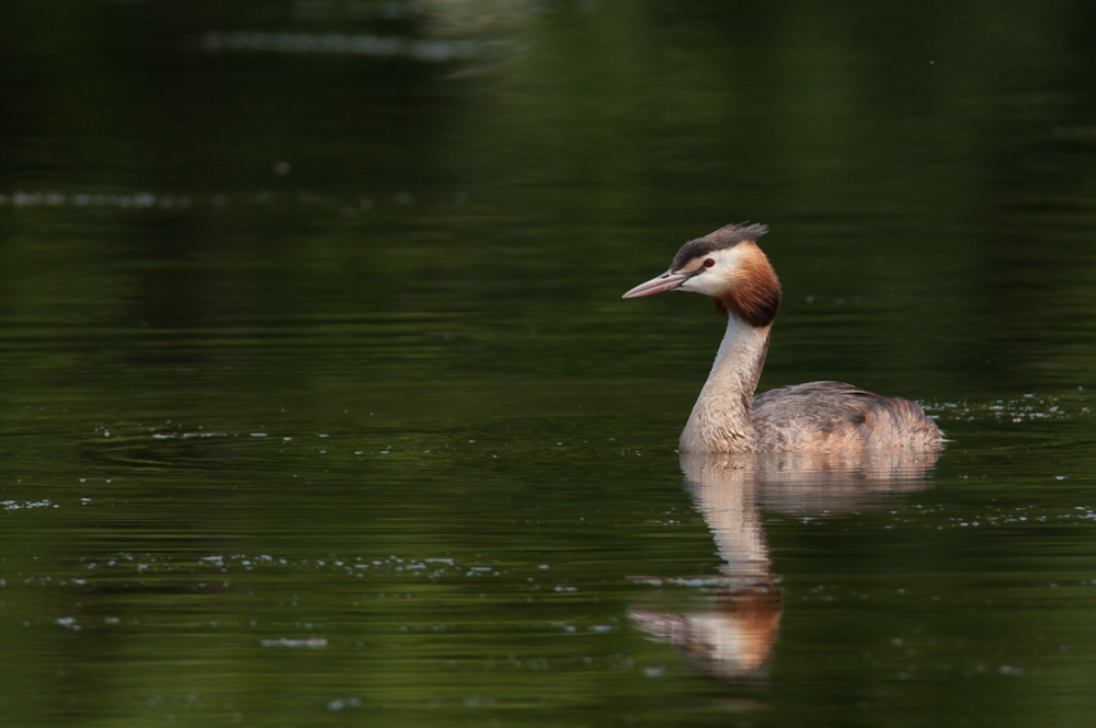 Ksatenweiher  ABI 4707 01. August 2009 001