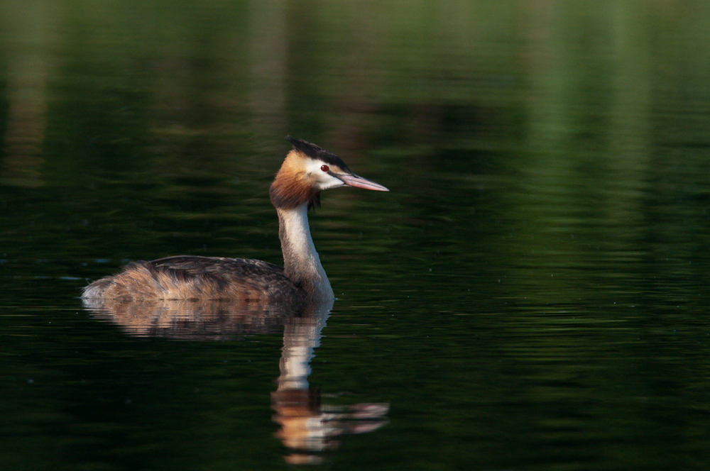 Ksatenweiher  HME 8138 02. August 2009 007