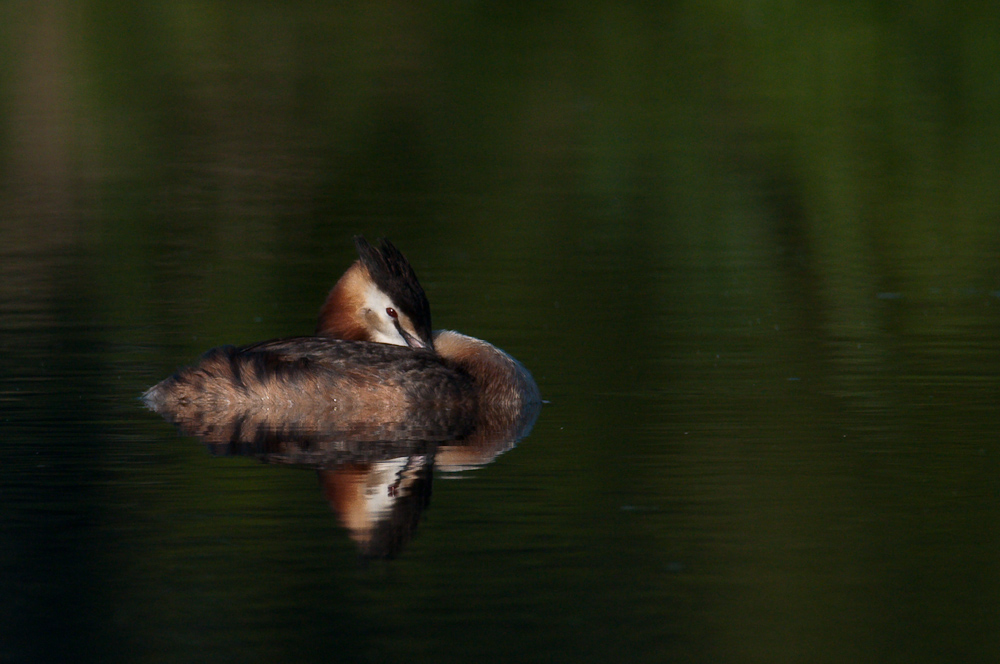 Ksatenweiher  HME 8146 02. August 2009 005