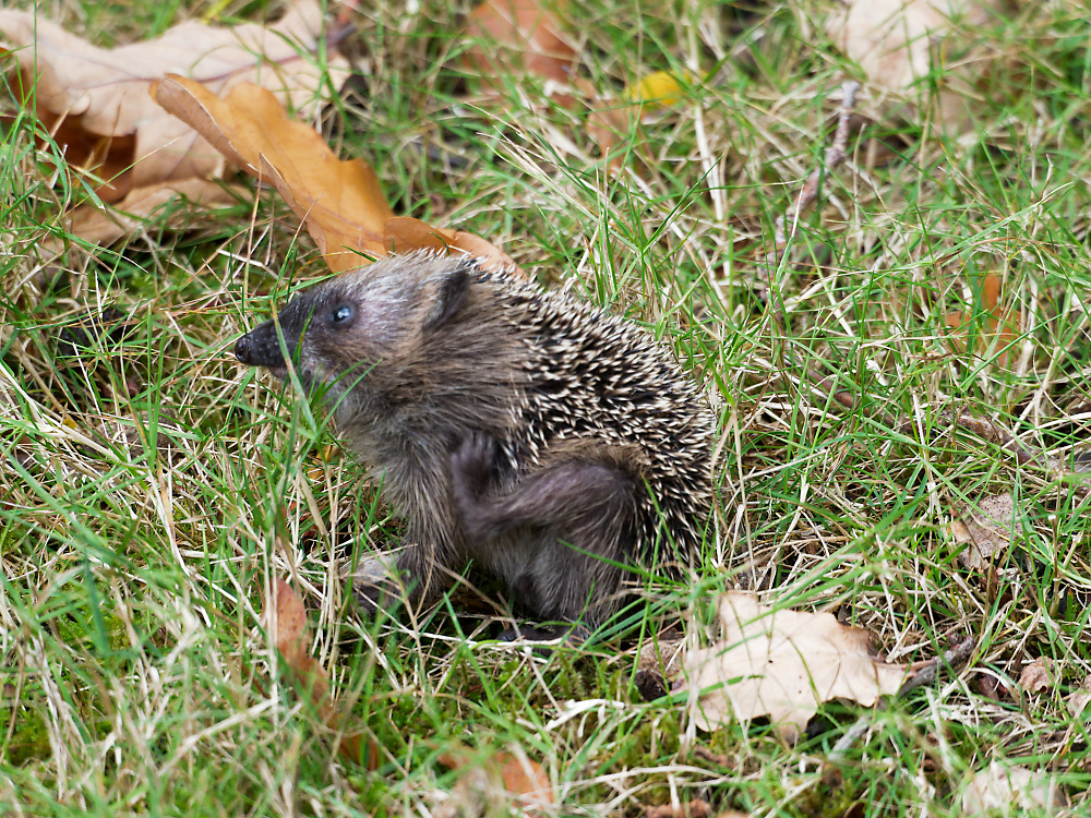 full