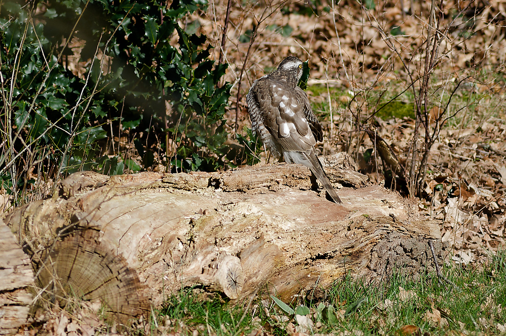KSW_0628.jpg