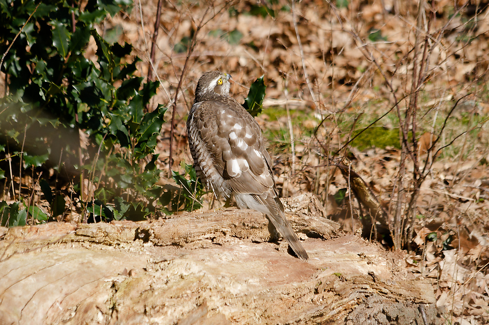 KSW_0632.jpg