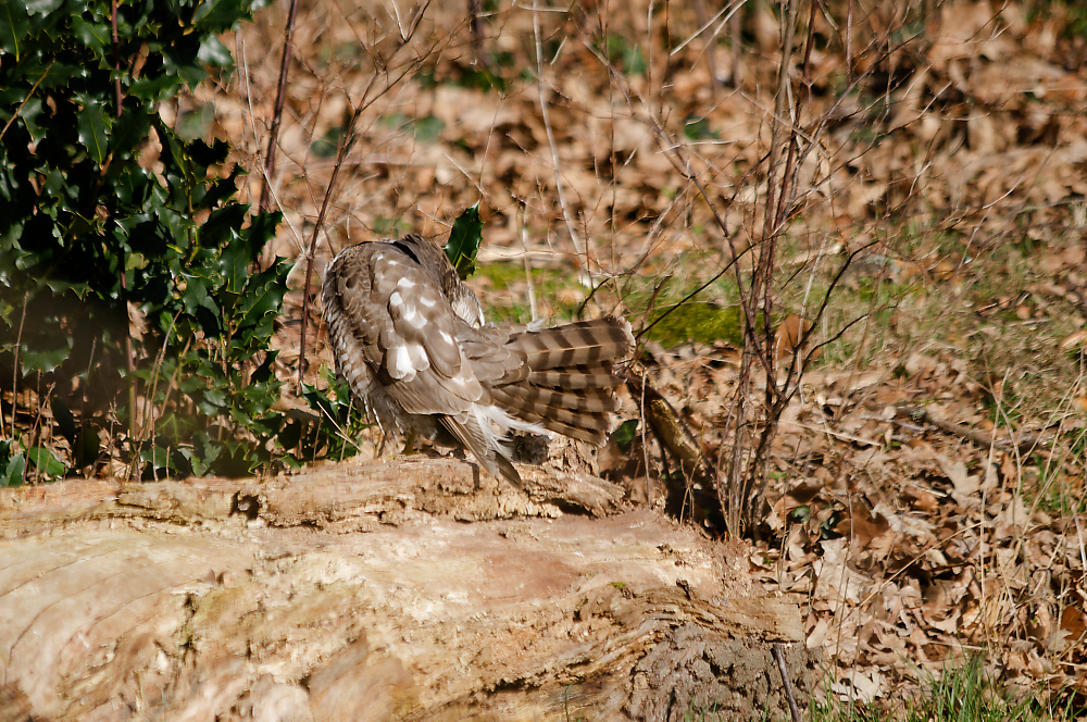 KSW_0641.jpg