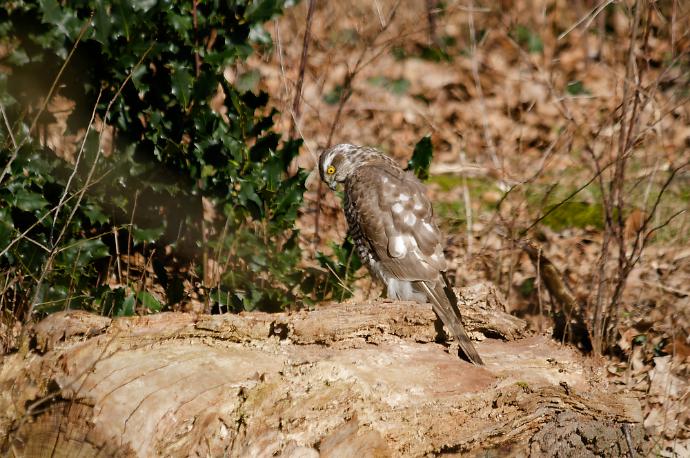 KSW_0647.jpg