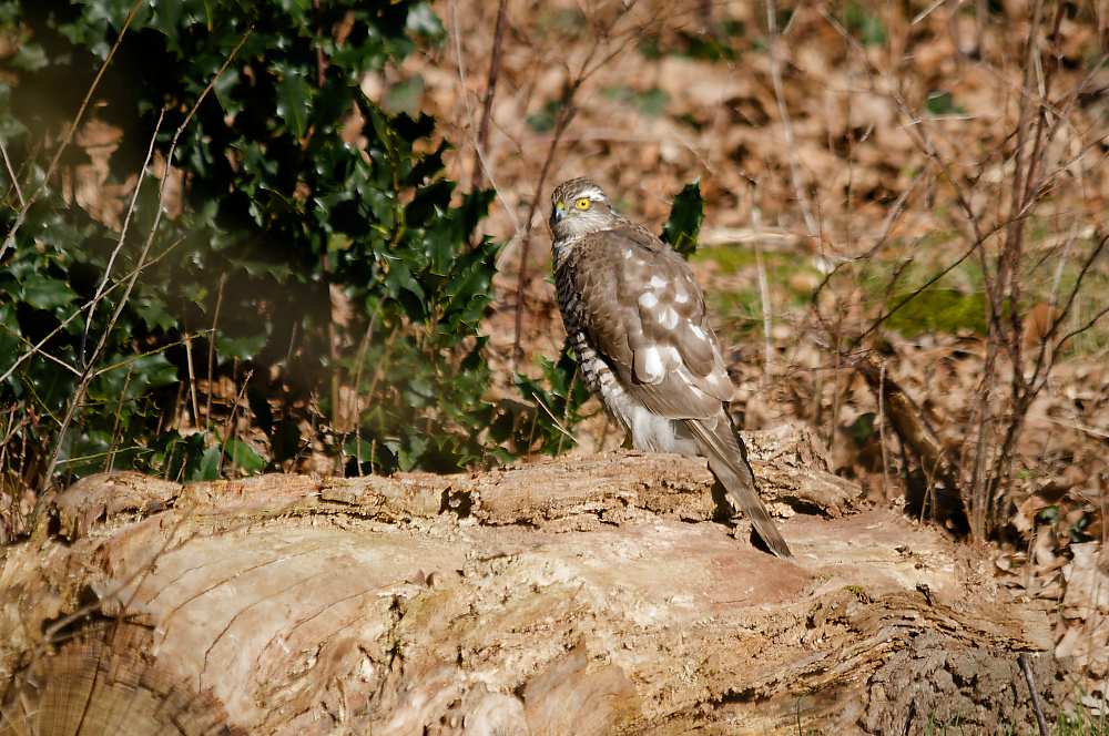 KSW_0649.jpg