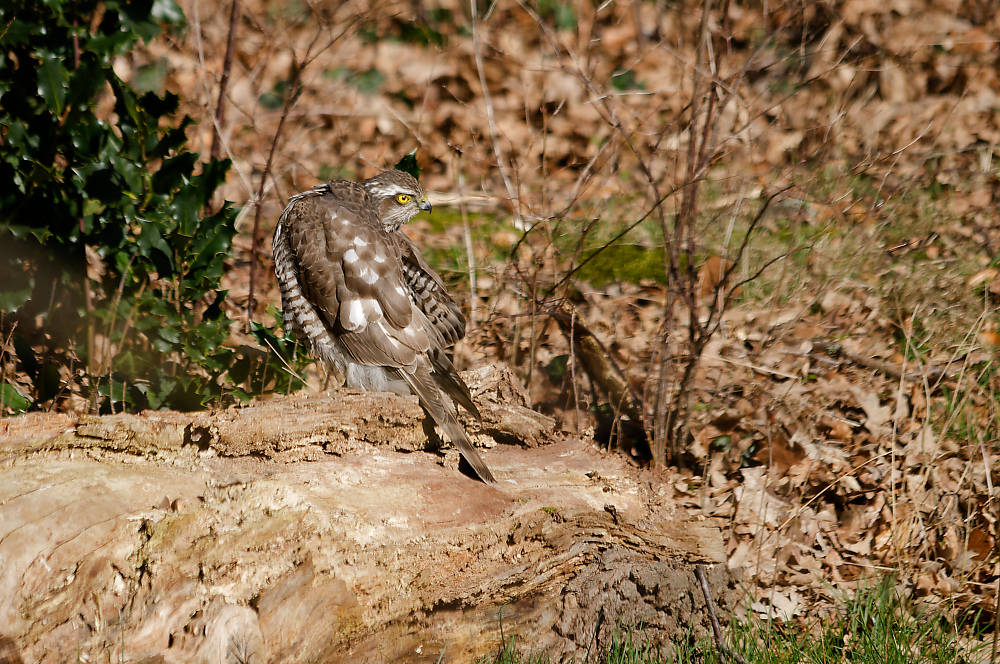 KSW_0651.jpg