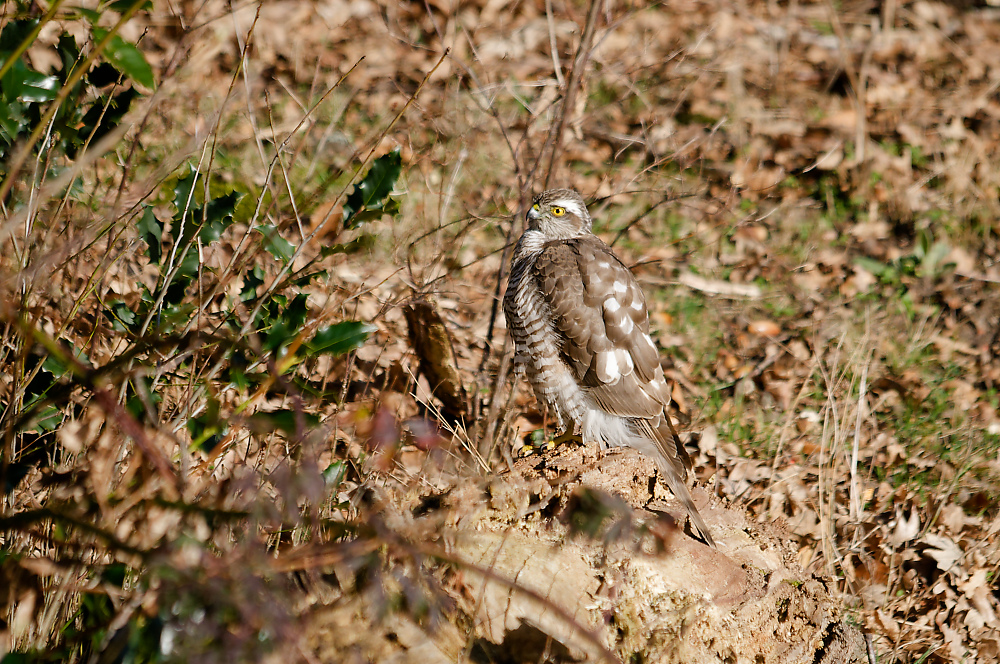 KSW_0660.jpg