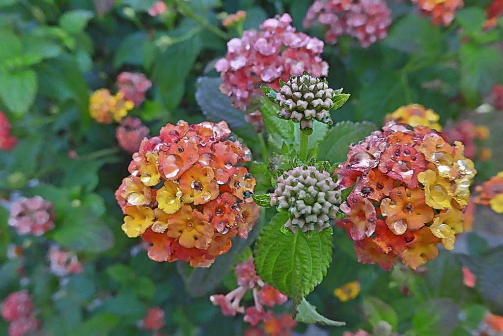 Kugel(r)bunt