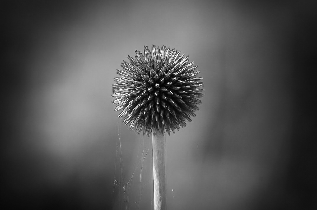 Kugeldistel BW (1 von 1).JPG