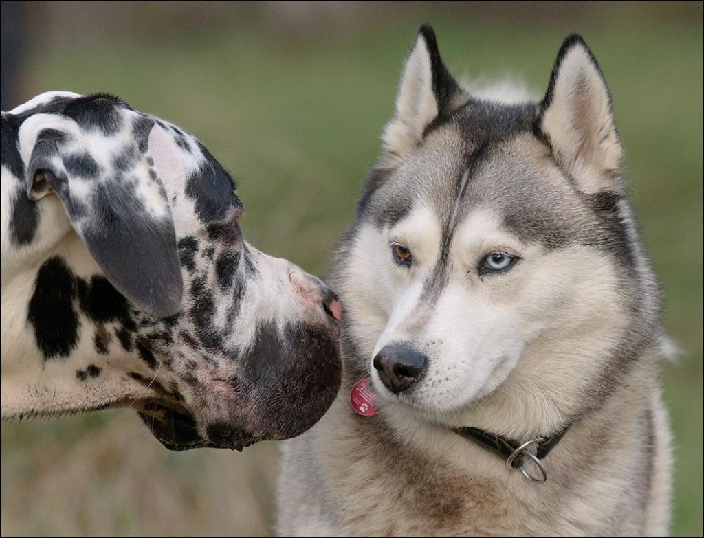 Kuhdogge 1