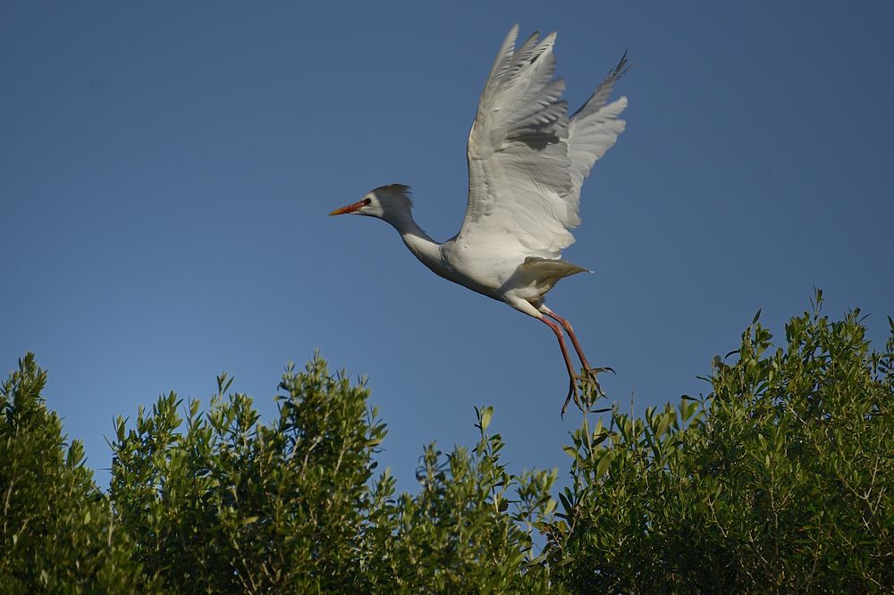 Kuhreiher 2015 05754