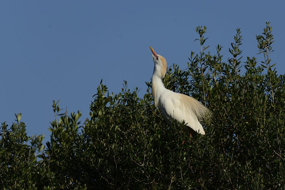 Kuhreiher 2015 05793