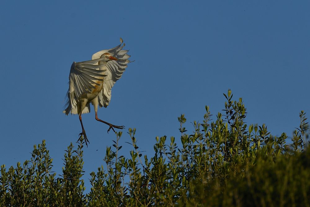 Kuhreiher 2015 05840