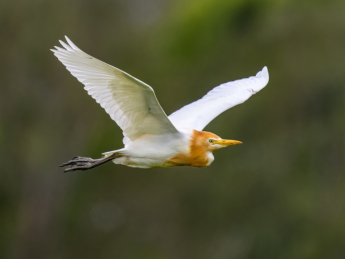 Kuhreiher Australien.jpg