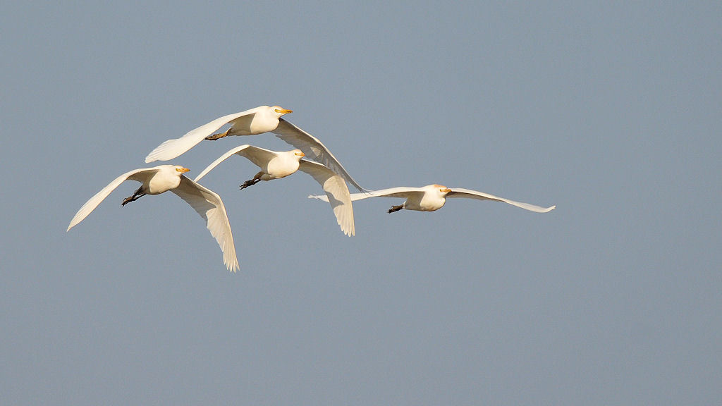 Kuhreiher fliegen morgens am Nkwali Camp vorbei
South Luangwa,
7521